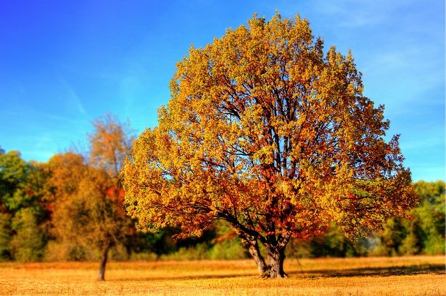 arbre couleurs automnales