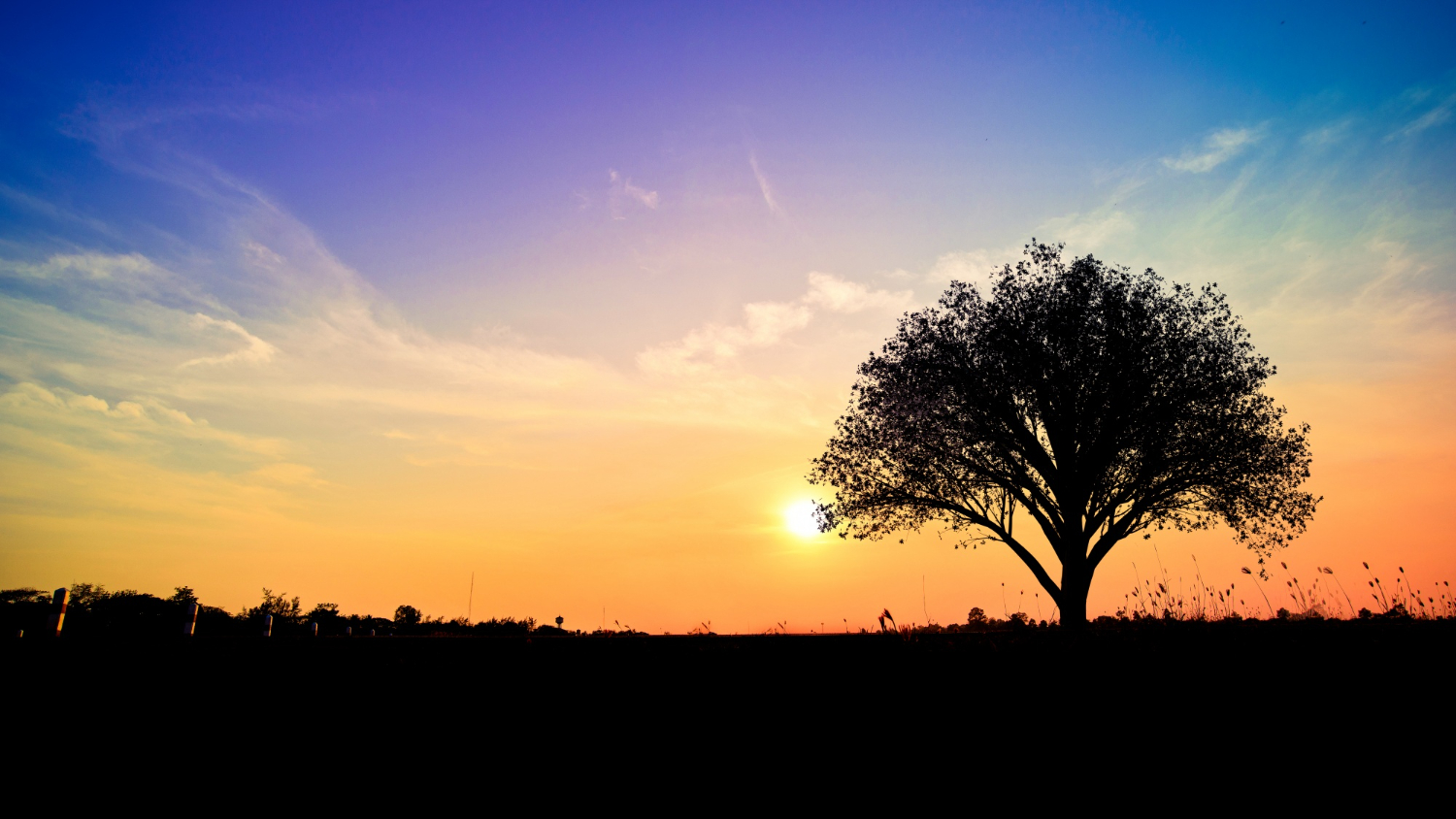 arbre de vie arbre de vie