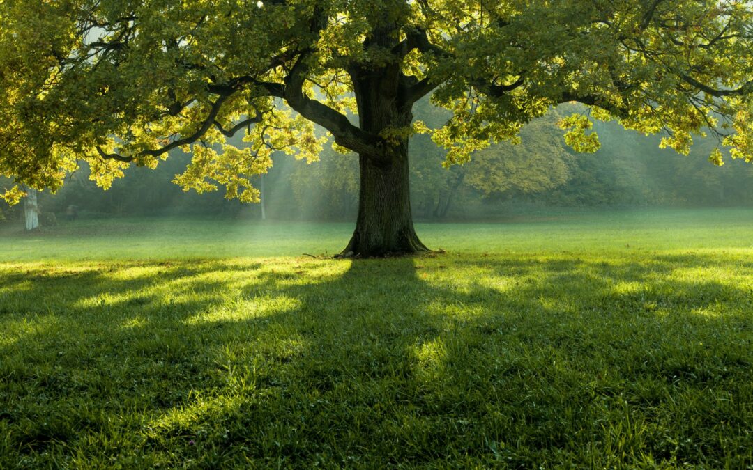 arbre de vie résilience